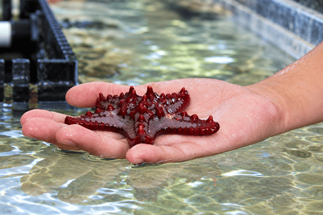 Red sea star resting on an open hand during a Traveling Tidepool experience